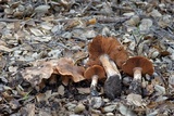 Cortinarius wahkiacus image