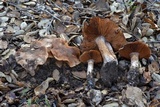 Cortinarius wahkiacus image