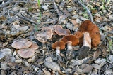 Cortinarius wahkiacus image