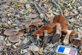 Cortinarius wahkiacus image