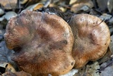 Cortinarius wahkiacus image