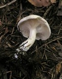 Clitopilus prunulus image