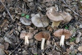 Entoloma ferruginans image