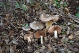 Entoloma ferruginans image