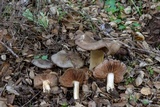 Entoloma ferruginans image