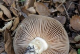 Entoloma ferruginans image