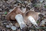 Entoloma ferruginans image