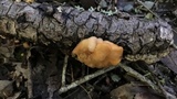 Naematelia aurantia image