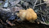 Naematelia aurantia image