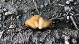 Naematelia aurantia image