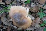 Entoloma lividoalbum image