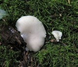 Crepidotus applanatus image