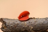 Sarcoscypha occidentalis image