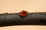 Sarcoscypha occidentalis image