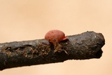 Sarcoscypha occidentalis image