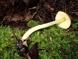 Pluteus romellii image