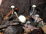 Hemimycena lactea image