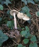 Gymnopus confluens image