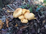 Gymnopilus subspectabilis image