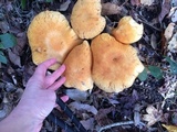 Gymnopilus subspectabilis image