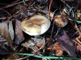 Hygrophorus tennesseensis image