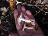 Hygrophorus tennesseensis image