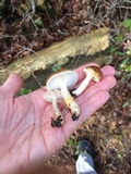 Hygrophorus tennesseensis image