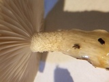 Hygrophorus tennesseensis image