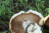 Cortinarius albofragrans image