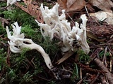 Clavulina rugosa image