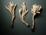 Clavulina rugosa image