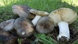 Russula aeruginea image