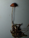 Psilocybe phyllogena image