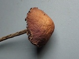 Psilocybe phyllogena image