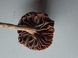 Psilocybe phyllogena image