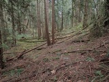 Psilocybe phyllogena image