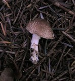 Lepiota subgracilis image