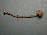 Psathyrella fibrillosipes image