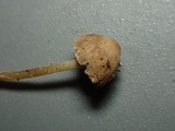 Psathyrella fibrillosipes image