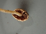 Psathyrella fibrillosipes image