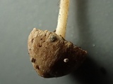 Psathyrella fibrillosipes image