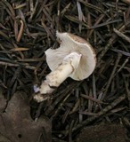Lepiota subgracilis image