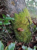 Pseudoclitocybe cyathiformis image