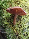 Pseudoclitocybe cyathiformis image