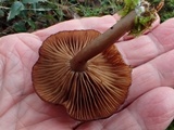 Pseudoclitocybe cyathiformis image