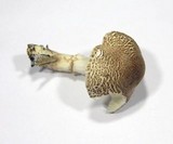 Lepiota subgracilis image