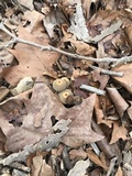 Parasola auricoma image