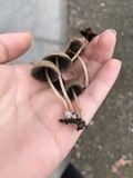 Parasola auricoma image