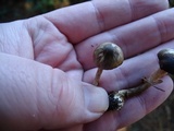 Inocybe fuscodisca image