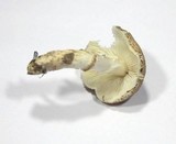 Lepiota subgracilis image